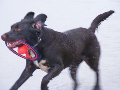 Hi, im Bonnie aka Bonkhead aka Bonky Kong aka Bonkzilla.. Im a dog and i love walkies!