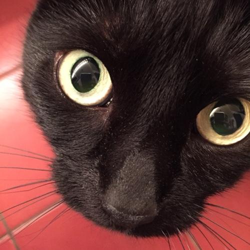 MsNerdiness's profile picture. Opinionated but openminded. Irreverent but respectful. Potty-mouthed but grammar particular. Full of contradictions.