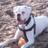 winston_boxer's profile image