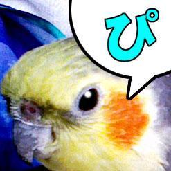 みゅー吉（オカメインコ♂2023.3.7🌈享年29)、やーるー（ニホンヤモリ4歳♀)、チセ（ニホンヤモリ2歳♀）と暮らす／函館love／沖縄love／永遠のダイエッター／🦎爬虫類垢→@yaaruu_pi　🐦mixi2→@tokyo_pi
