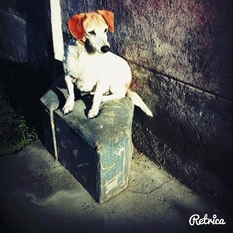#me encantas los perros ou yeaa ajajaja _:D