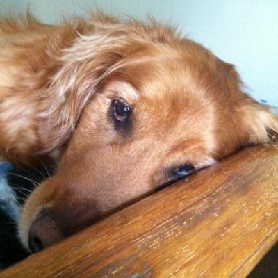 dom_zacharydom's profile picture. 27 year old political science major. Loves Dogs. Really, REALLY loves dogs!