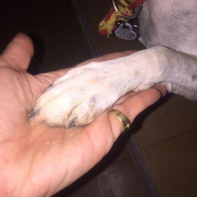 CARMENSANCHES16's profile picture. Amo los animales.