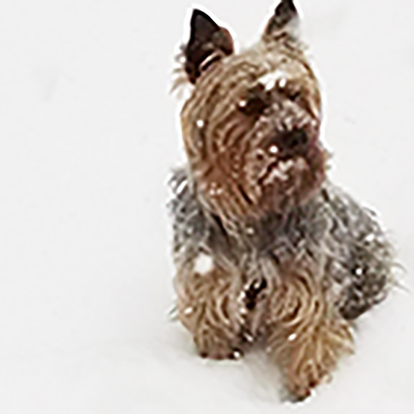 Malibu is a rambunctious Silky terrier born in Burbank CA, USA