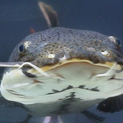 これきんです。彦根でほそぼそ生きてます。ナマズですので雑食でどんな話題にも飛びつくかもです。 目の前でのフォローはすぐに返しますが、見てないときは気づくまで時間かかります。基本的に昼過ぎにしかつぶやいておりません。