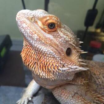 We sell all kinds of unique and beautiful reptiles.