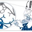 #Biotech | Antibody therapies and their immune functions | Protein engineering | CEO at Xencor