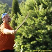 Christmas Tree Farmer and Entrepreneur