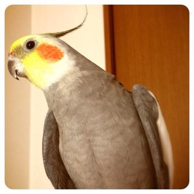 千葉ロッテマリーンズ・テニス・飛行機(たまに空美)・オカメインコが好きです
