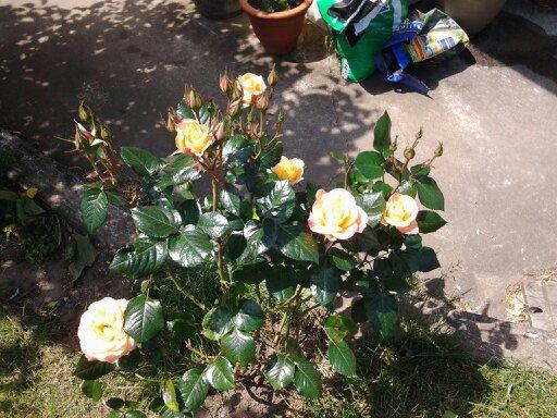 louisebcc's profile picture. 