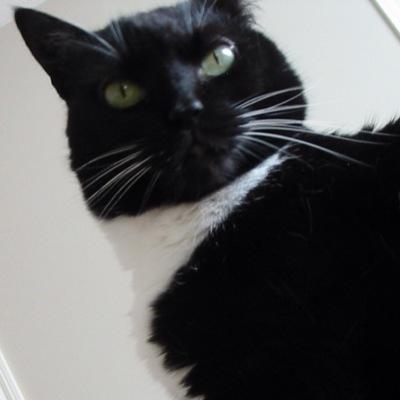 playertips12's profile picture. 