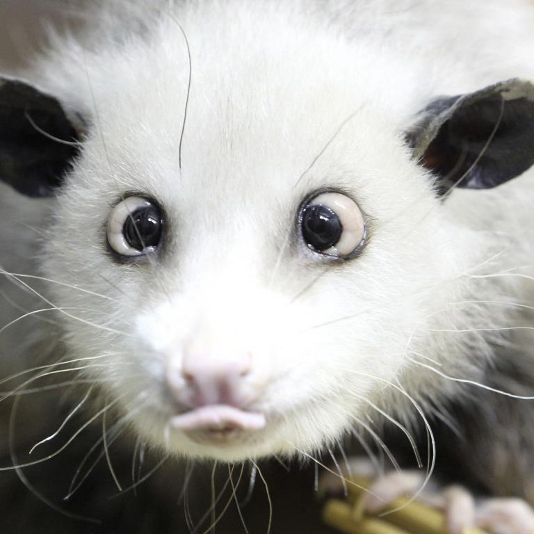 i follow mostly chess and csgo. And i like opposums.