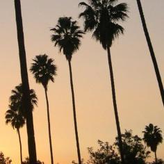 zambrezade's profile picture. 