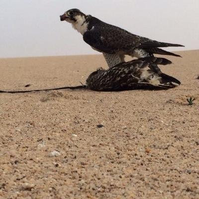 asdfghj45899270's profile picture. Q8 دار العز والفخر