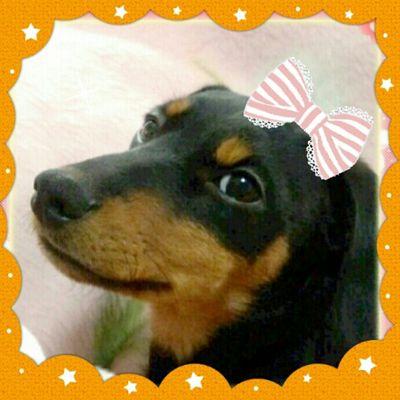 2013年1月18日にアイコンのマロン(♀）の里親に(o^-')b☆マロン🐶🐾2021.05.04🌈🐶横浜生まれ☆ワンちゃん大好き主婦☆食いしん坊☆珈琲☆Sweets☆写真☆大相撲☆
ヨロシクです!(^-^ゝ