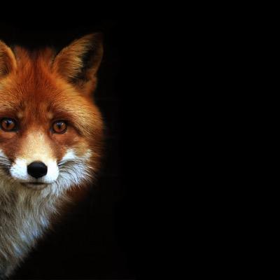 foxunder668's profile picture. 