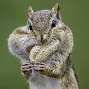 posisquirrel's profile picture. it's your philosophical squirrel pal Ⓥ