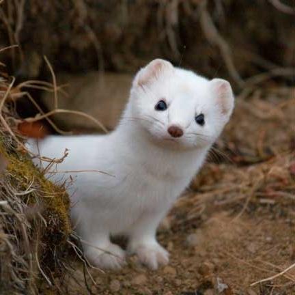 NjkasN's profile picture. Горностай - это маленький медоед #followback #Cryptocurrencies 🇺🇦