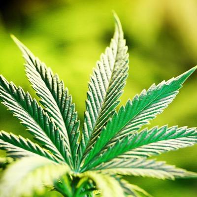 【大麻の適応疾患】癌全般、骨髄性白血病、悪性脳腫瘍、脳動脈瘤、脳性麻痺、糖尿病、B型肝炎、C型肝炎、統合失調症、うつ病、自閉症、パニック障害、アルコール依存症、タバコ依存症、高血圧症、腎障害、肺障害、喘息、椎間板ヘルニア、てんかん、他250種類