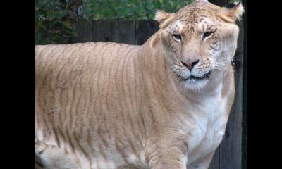 A tiger and a cheetah mix is a ticha.  Ticha I wanna fight ya imma bite ya because im a Ticha!!!, Unfollow me and you won't get a shout out