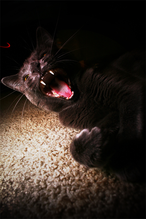 jedbot5000's profile picture. 