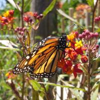 StopCuttingBabies (@savagemama80) 's Twitter Profile Photo StopCuttingBabies (@savagemama80) 's Twitter Profile Photo