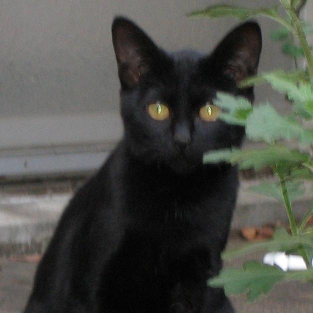 yoshidakuro's profile picture. 黒猫です。後ろはお兄ちゃんです。その上のお姉ちゃんは構ってくれませんでしたがお兄ちゃんはいつも面倒を見てくれていました。Winnie-the-Pooh、ハチミツ。