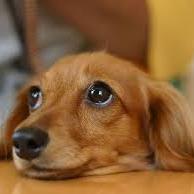 犬好きです。相互フォロー支援します。