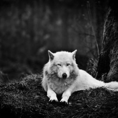 The price of being a sheep is boredom. The price of being a wolf is loneliness. Choose one or the other with great care.-Hugh Macleod