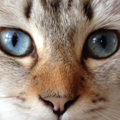 猫好き。愛猫は長毛mixの『ぐり♀』茶トラの『むぎ♀』ブリティッシュの『ぶー♂』トンキニーズの『ビー♂』4猫の日常つぶやきます。【 #茶トラの女の子会員 】  No cat No Life