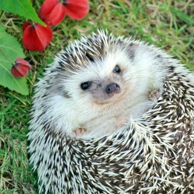 ハリネズミ まるたろう Hedgehogdays Twitter