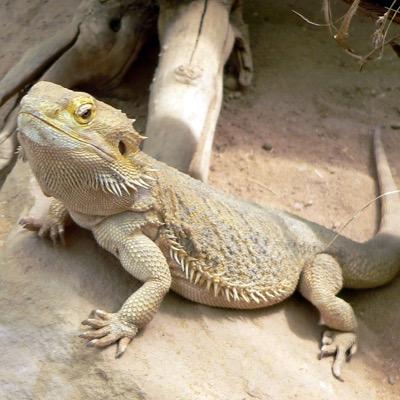 Living the lizard life