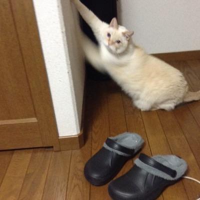 猫とゲーム好きのモノグサな人です。虚弱体質改善の為にいろいろ試しています。