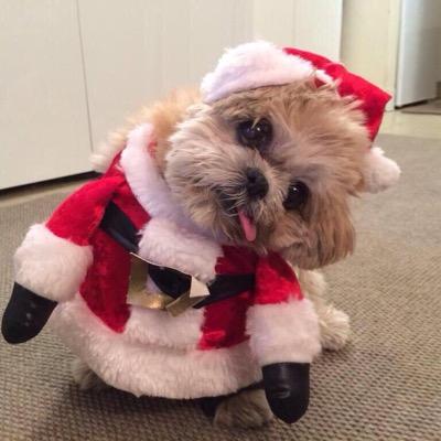 Hi I am Amanda I love my dog Fred, Boston is home I like peanut butter and have the best husband in the world. Ohh and I work at @hollywoodMMGMT