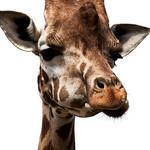 mrmastergiraffe's profile picture. I ♥ location independent entrepreneurship, giving, learning, art, leadership, travel and fun.