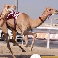 محمد (@tdoikthm5r2qbd2) Twitter profile photo