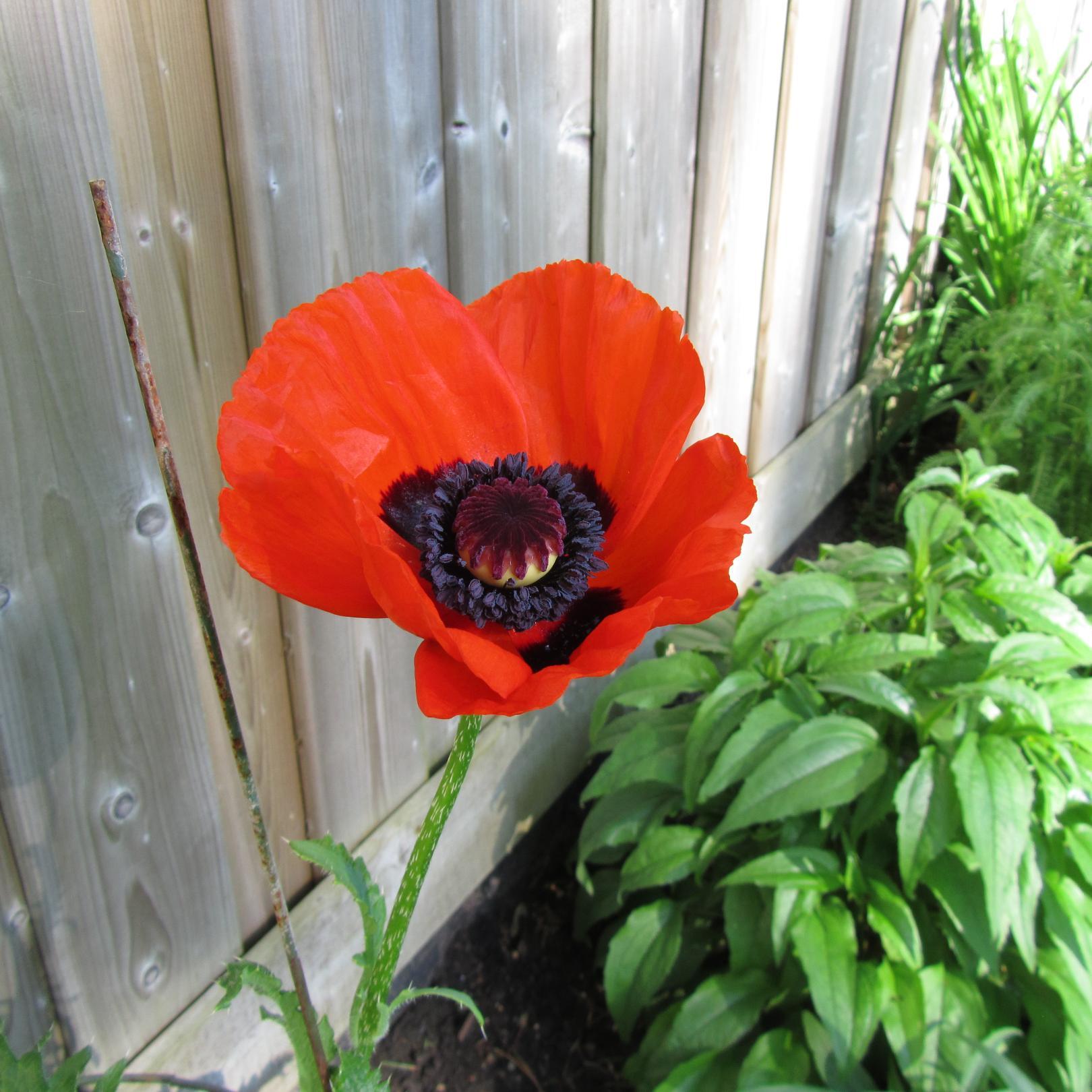 feesfusions's profile picture. The link to my shop on Etsy is: http://t.co/tjfvbMO09o and I make fused glass pendants, small fused dishes as well as stained glass. Drop in sometime!!