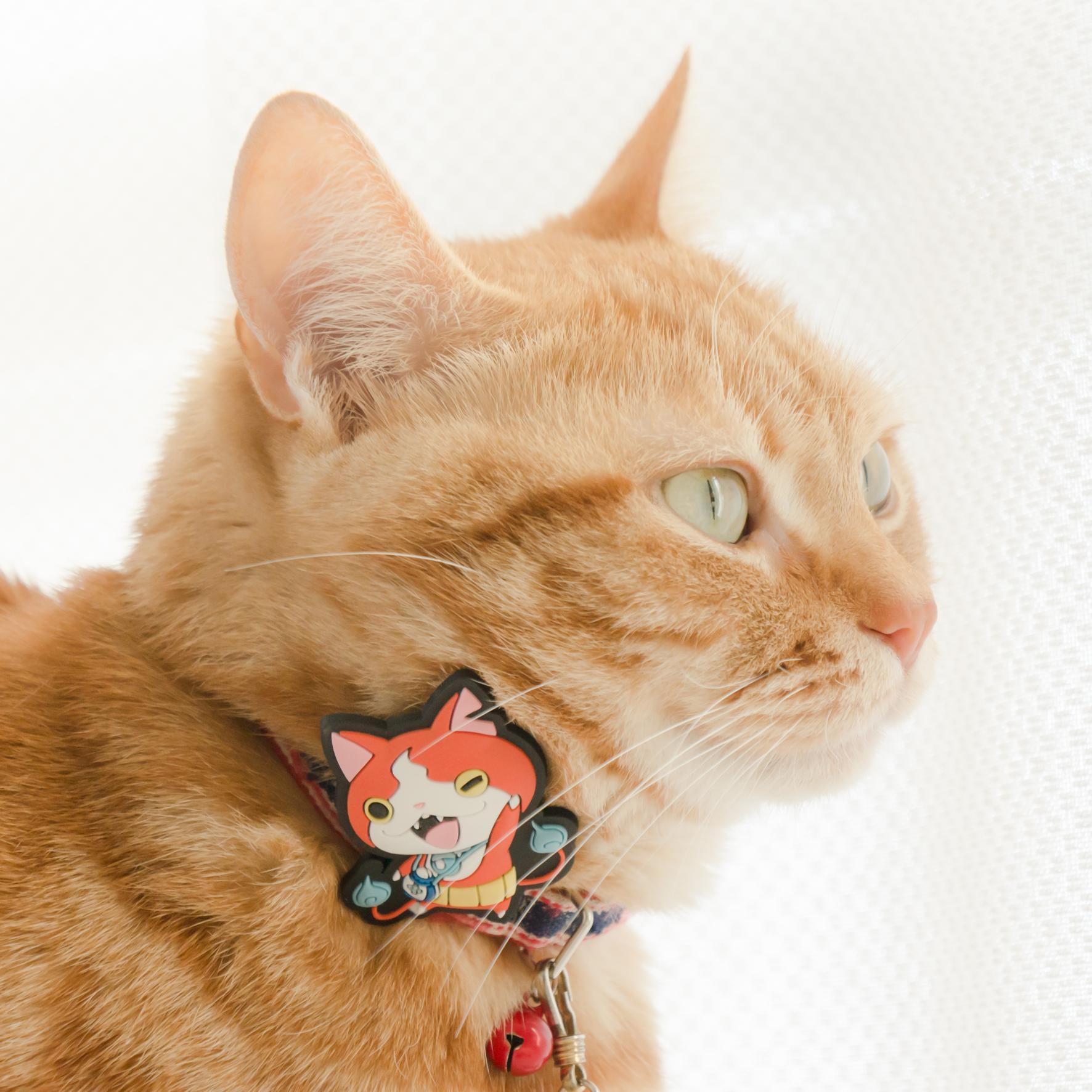 マンチカン、ポコの飼い主です。好きなものは猫、カピバラ、コーヒー、映画、パンケーキ♪ カメラ：Sony NEX-5N・Canon EOS M