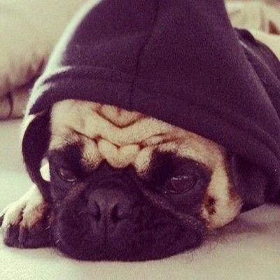 I love dogs and emojis. I am I live with one direction of course who wouldn't be and you tubers doesn't matter who they are. and the color green oh and dogs.