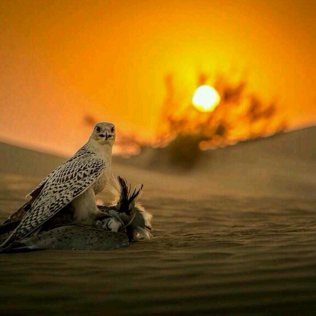 متذوق للشعر الجميل