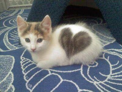 猫大好き！！