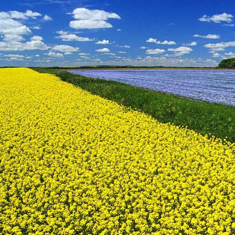 KumarMulesoft's profile picture. 