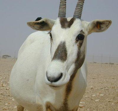 oryx_peace's profile picture. 空と喪失の概念 / ロビンマスク / シャングリラステップ / #9 / デカルト / たまに読書と映画 / 深夜ラジオ / ヘッダーの猫：ろく / photograph @oryx_smile