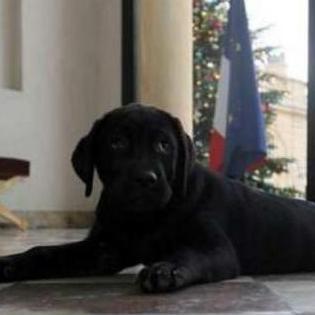 PhilaeHollande's profile picture. Philae compte officiel. chien de François Hollande. suivez ma vie a l'Élysée à travers mes tweet !