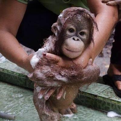 maysoonalmusha1's profile picture. Beauty lover