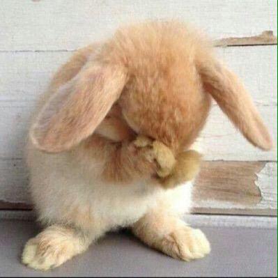 maskedridermaki's profile picture. みなさんなかよくして