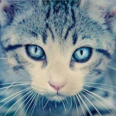 Both: Ma: @frostbite_luna Da: @Dust_Of_a_clan. D: Tom-kit, single. Unsure of his cabibilities. F: Shekit, Single. Looks like her ma and takes after her.