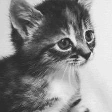 “Cursed to be a filthy animal, I can change form at anytime, but... I think I'll stick with a feline~.”