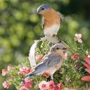 Eileen Clay - @cissyusa - Twitter