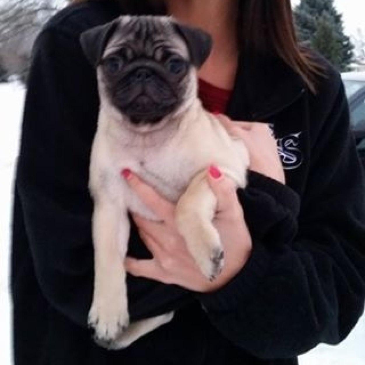 nino_the_pug's profile picture. coolest dog on the block, jpolks pug